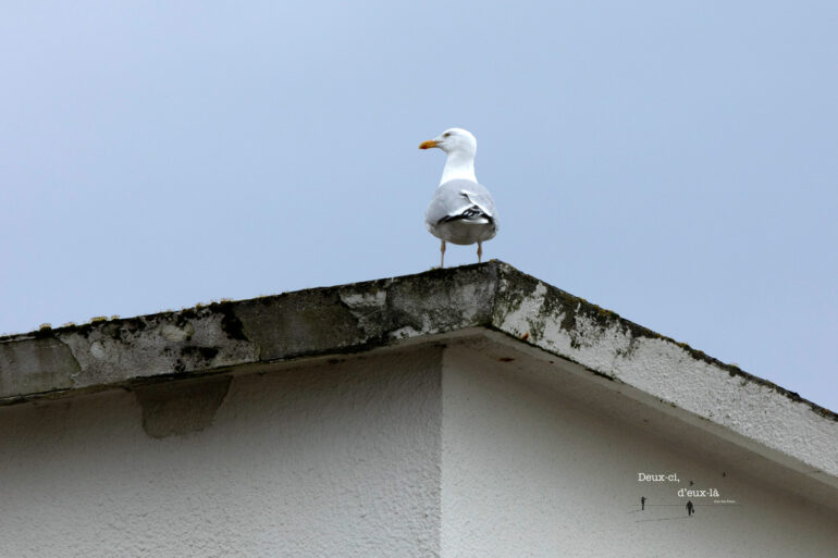 Goélands : ensemble, soyons vigilants