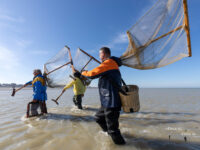 Quand les crevettes sont là, on voit revenir aussi les pousseux !
