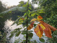Ramassage des déchets verts