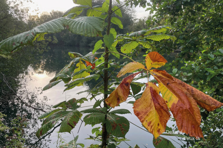 Ramassage des déchets verts