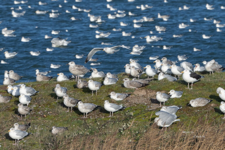 Goélands : ensemble, soyons vigilants