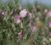 Deux fleurs pour Cayeux-sur-Mer !