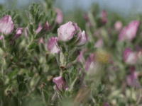 Deux fleurs pour Cayeux-sur-Mer !